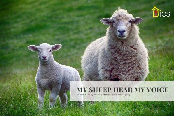 my-sheep-hear-my-voice-in-christ-singapore